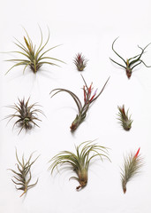 Tillandsia or air plant on white background 