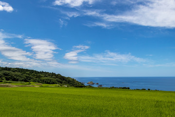 海岸沿いの水田 8月