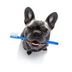 Papier Peint photo Lavable Chien fou brosse à dents dentaire rangée de chiens