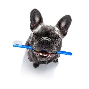 dental toothbrush  row of dogs