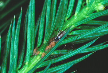 Bark louse, Cinara pilicornis, Germany, Europe