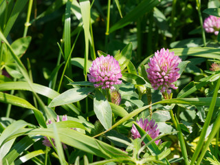 (Trifolium pratense) Trèfle des près ou trèfle commun