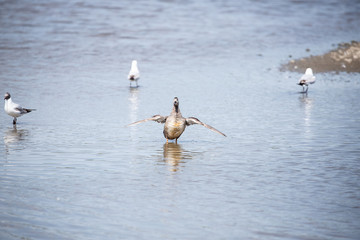 Gadwall flapping wings 3