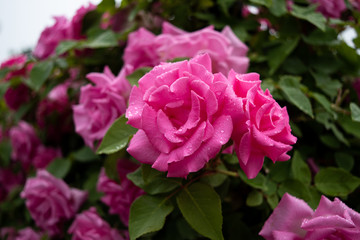 綺麗なピンク色の薔薇