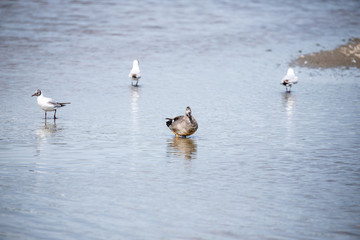 Gadwall flapping wings 