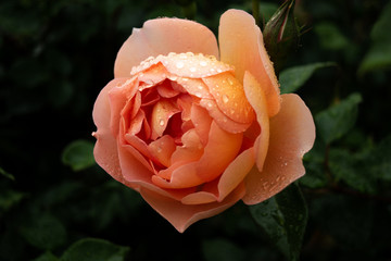 水滴が付いたオレンジ色の薔薇