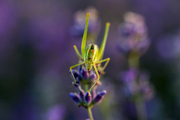 Green grasshopper in a field of lavender.  Green grasshopper on the purple lavender flowers, macro view, countryside life concept. Provence, France