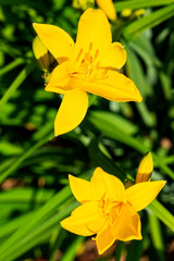 Blooming daylily in sunshine, Westphalia, Germany