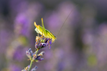 Green grasshopper in a field of lavender.  Green grasshopper on the purple lavender flowers, macro view, countryside life concept. Provence, France