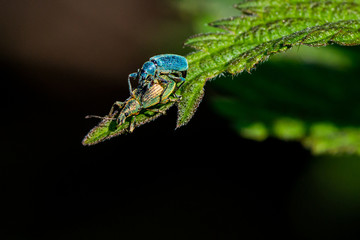 Rüsselkäfer bei der Paarung