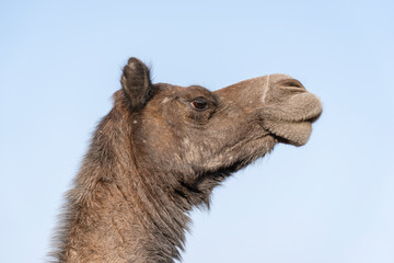 Camel head in desert Thar during Pushkar Camel Fair, Rajasthan, India