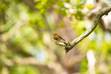 Robin on tree branch 