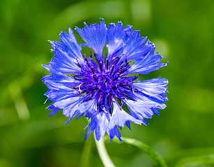 Blooming cornflower in May, Centaurea cyanus