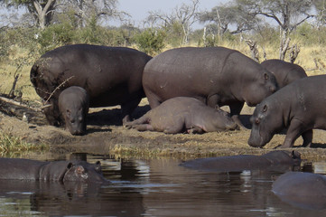 Fototapeta premium Hyppo in Botswana