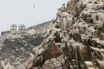 Ballestas Islands, Perù