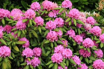 Fototapeta premium Kwitnący rododendron w maju w Niemczech