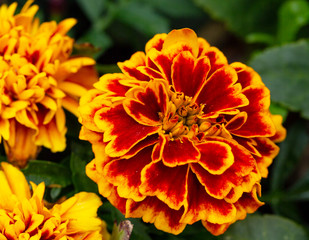 Blooming tagetes lucida in May