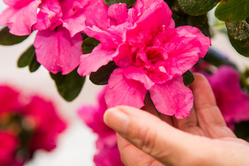 woman's hands arranging their flowers in the yard