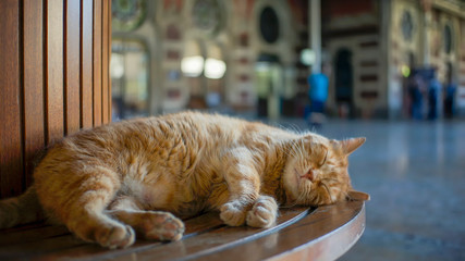 Stray Cat Sleeping On A Bench At Sirkeci Train Station, Istanbul, Turkey