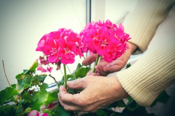 Fototapeta na wymiar woman's hands arranging their flowers in the yard