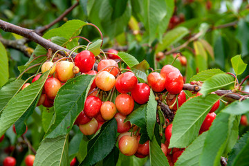 Cerises sur la branche