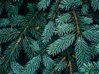 Naklejka na ściany i meble Spruce tree background. Pine tree pattern.