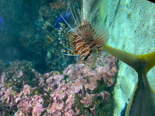 Red lionfish one of the dangerous coral reef fish. Beautiful and dangerous animals. in aquarium