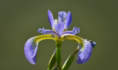 blaue Schwertlilie © Rebel