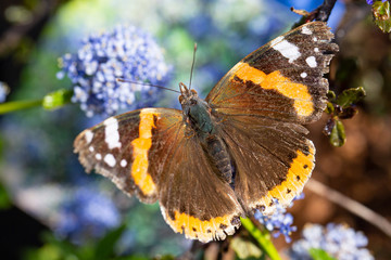 Obraz na płótnie Canvas Admiral butterfly on a bloom, Vanessa atalanta, May