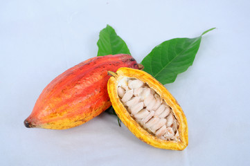 Cocoa Pod, Cocoa Fruit, Cocoa Seed, Natural Cocoa Pod, Colourfull Cocoa Fruit, Fresh, Nature 
