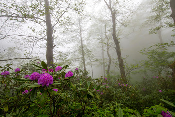 Obraz premium Spring ornament of the Black Sea Plateau, Rhododendrons