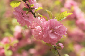 Delicate pink cherry flowers on a blurred romantic background.