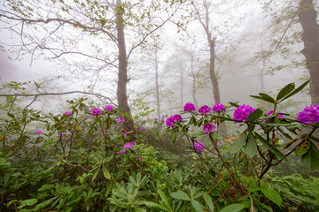 Fototapeta premium Spring ornament of the Black Sea Plateau, Rhododendrons