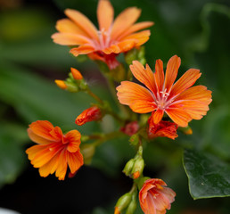 Blooming lewisia in May, cliff maids, Germany