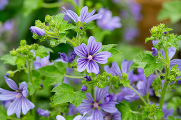 Beautiful blooming garden mallow in June