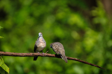 The spotted dove or mountain dove  perched on a tree at Bangkok Thailand