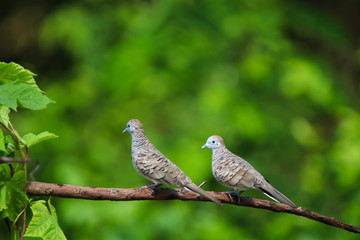 The spotted dove or mountain dove  perched on a tree at Bangkok Thailand.