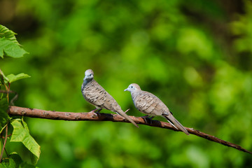 The spotted dove or mountain dove  perched on a tree at Bangkok Thailand.