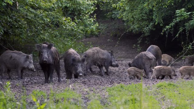 Wild hogs rooting