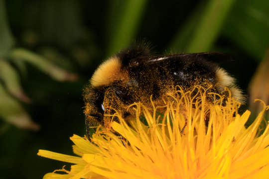Bumblebee, Parasitical bumble bee, Psithyrus vestalis, Germany