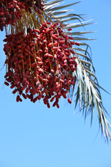 Naklejka premium Bunches of dates grow on a palm branch on a background of blue sky summer outdoor