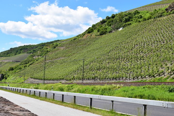 Mittelrheintal mit Terassenweinbau