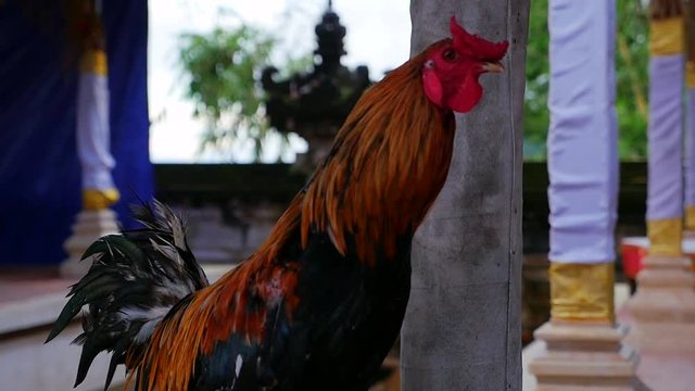 Cocks outside a temple in Bali