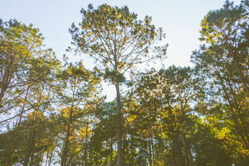 Beautiful view at Mae Sot National Park Forest, Thailand.