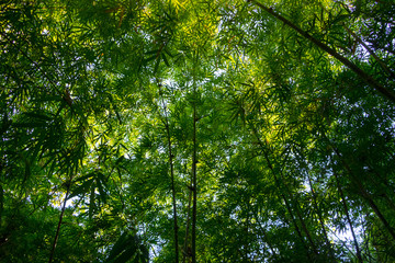 Looking up at green bamboo forest , Fresh summer atmosphere in bamboo forest.