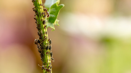 Aphid, a pest, on an apple tree branch. The insect feeds on the plant's juices, destroying the leaves, spreading diseases and reducing the harvest.