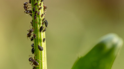 Aphid, a pest, on an apple tree branch. The insect feeds on the plant's juices, destroying the leaves, spreading diseases and reducing the harvest.