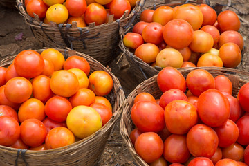 baskets full of beautiful red tomatoes at a vegetable market in the south of india