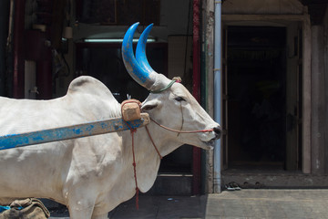 a bullock with big blue horns is pulling a bullock cart in a street in a city somewhere in the south of india. His horns are painted blue.