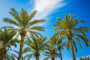 Obraz premium palm trees tropic summer style colorful photography from beautiful Hawaii island 